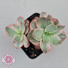 Echeveria Suyon White Variegated