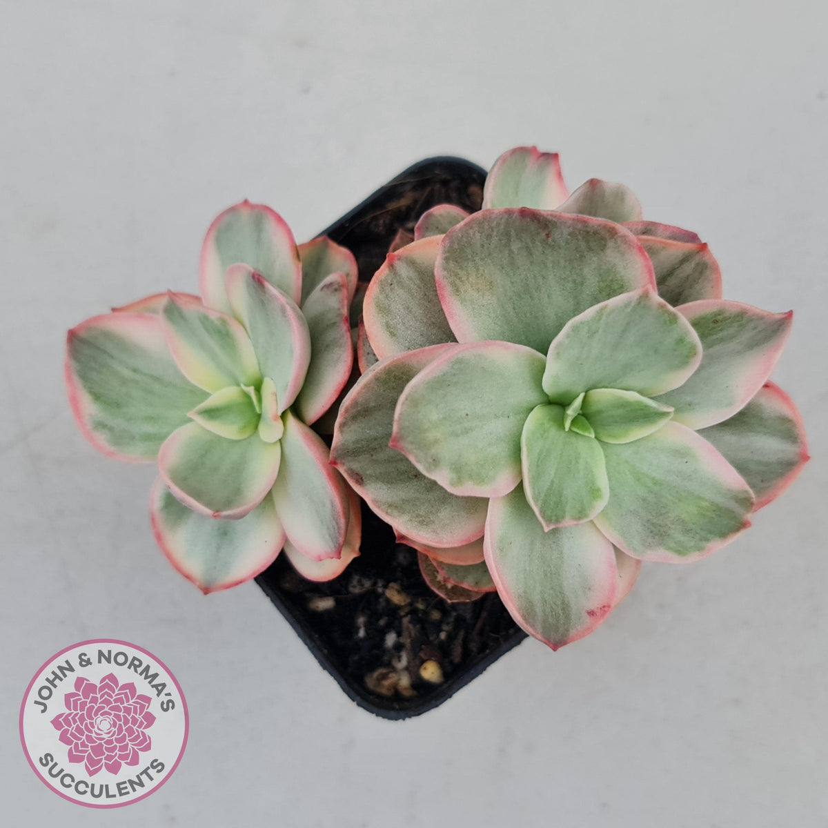 Echeveria Suyon White Variegated