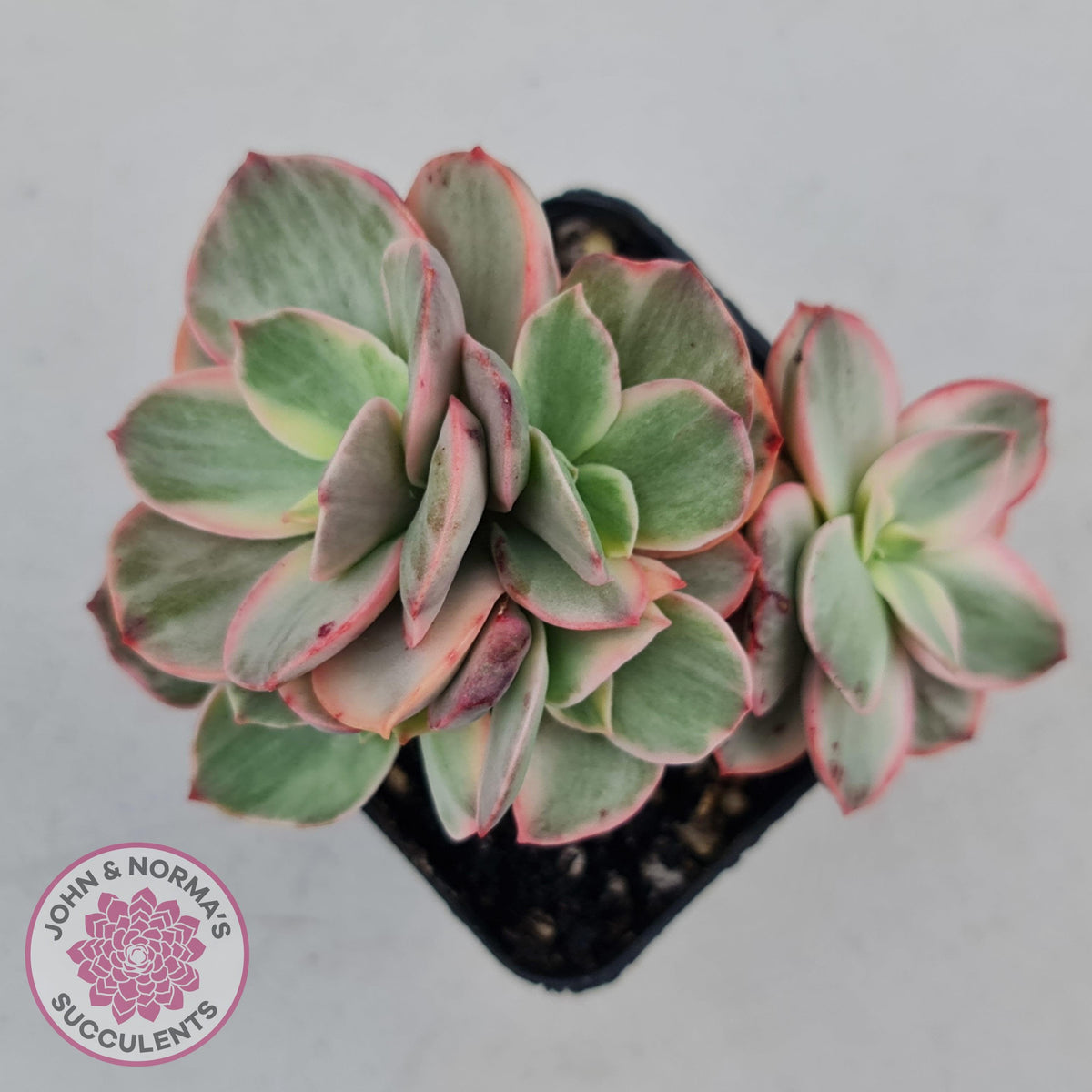 Echeveria Suyon White Variegated