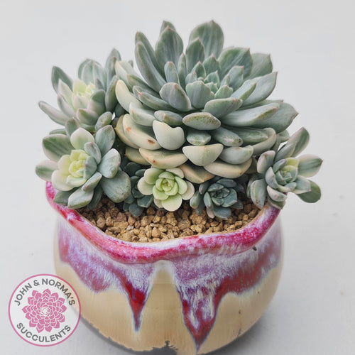 Echeveria 'Tinkerbell' Variegated - John & Norma's Succulents Australia