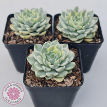 Load image into Gallery viewer, Echeveria &#39;Tinkerbell&#39; Variegated - John &amp; Norma&#39;s Succulents Australia
