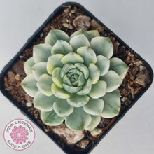 Load image into Gallery viewer, Echeveria &#39;Tinkerbell&#39; Variegated - John &amp; Norma&#39;s Succulents Australia
