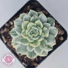 Echeveria 'Tinkerbell' Variegated