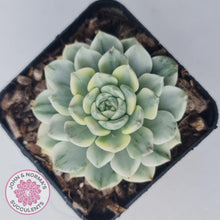 Load image into Gallery viewer, Echeveria &#39;Tinkerbell&#39; Variegated - John &amp; Norma&#39;s Succulents Australia
