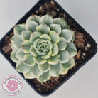 Echeveria 'Tinkerbell' Variegated