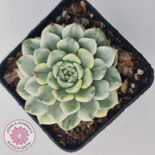 Load image into Gallery viewer, Echeveria &#39;Tinkerbell&#39; Variegated - John &amp; Norma&#39;s Succulents Australia
