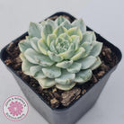 Echeveria 'Tinkerbell' Variegated