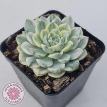 Load image into Gallery viewer, Echeveria &#39;Tinkerbell&#39; Variegated - John &amp; Norma&#39;s Succulents Australia
