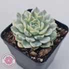 Echeveria 'Tinkerbell' Variegated