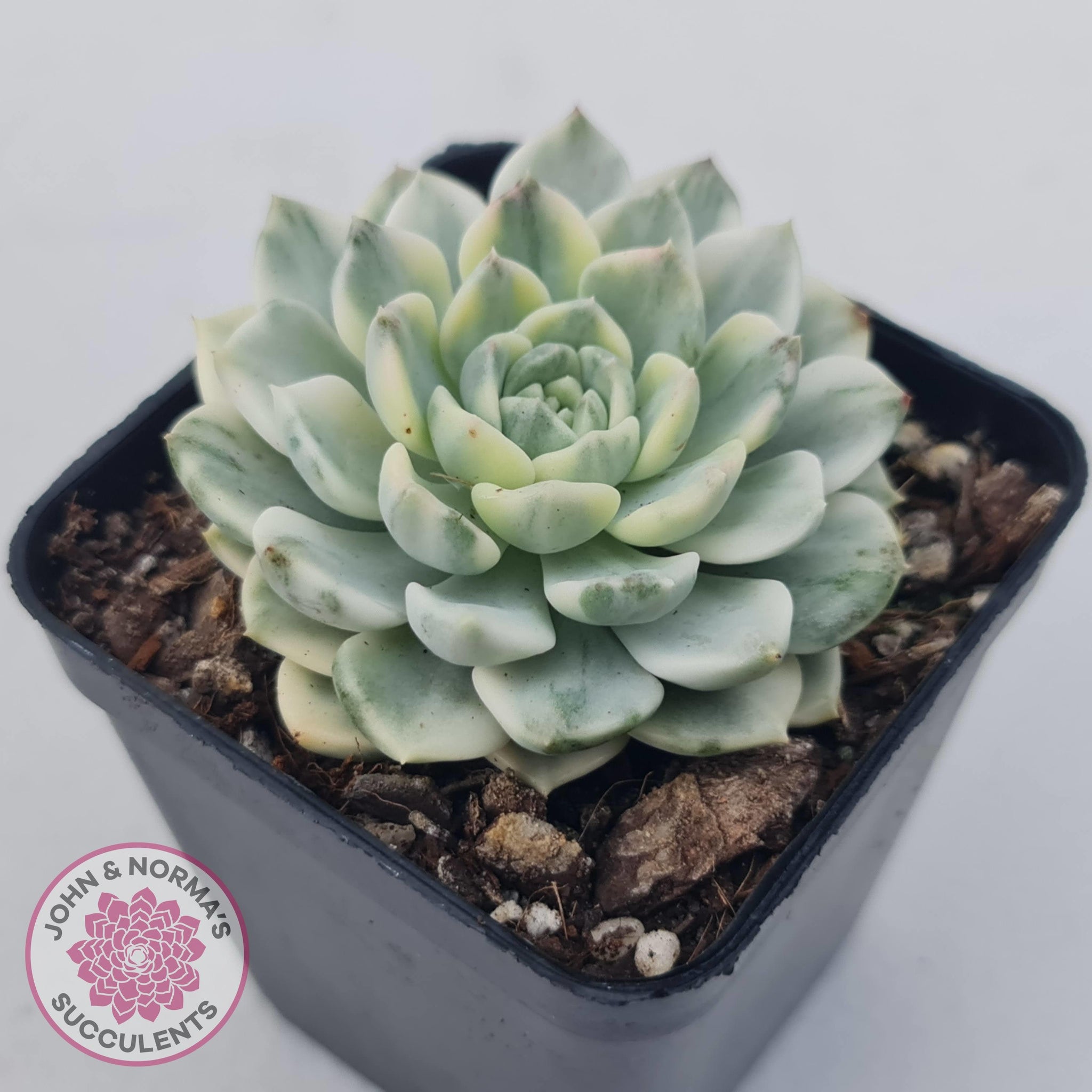 Echeveria 'Tinkerbell' Variegated | John & Norma's Succulents – John ...