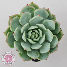 Load image into Gallery viewer, Echeveria Tippy - John &amp; Norma&#39;s Succulents Australia
