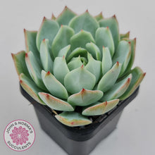 Load image into Gallery viewer, Echeveria Tippy - John &amp; Norma&#39;s Succulents Australia
