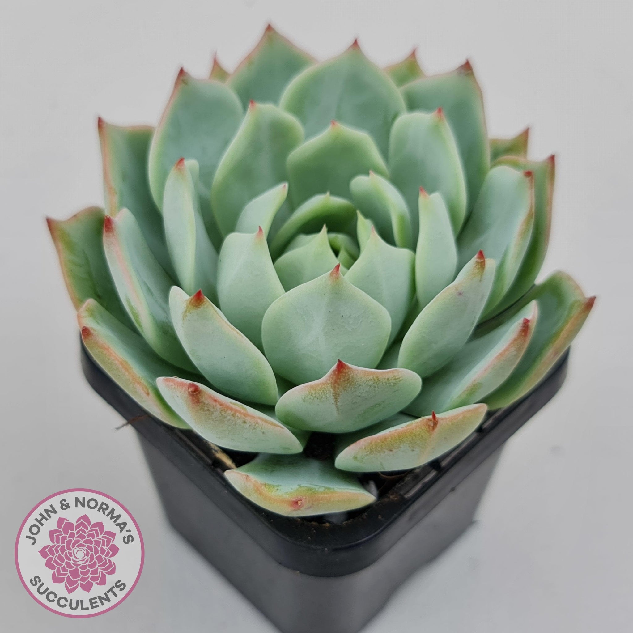 light green succulent with pink tips Buy Echeveria Tippy Australia