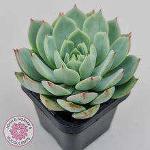 Load image into Gallery viewer, Echeveria Tippy - John &amp; Norma&#39;s Succulents Australia
