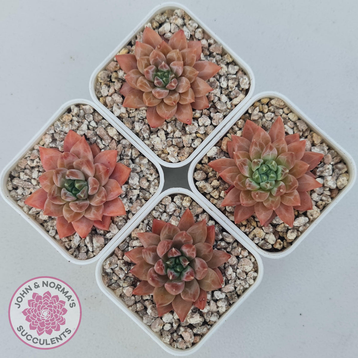 Echeveria 'Ukulele'