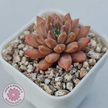 Load image into Gallery viewer, Echeveria &#39;Ukulele&#39; - John &amp; Norma&#39;s Succulents Australia
