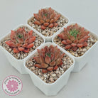 Echeveria 'Ukulele'