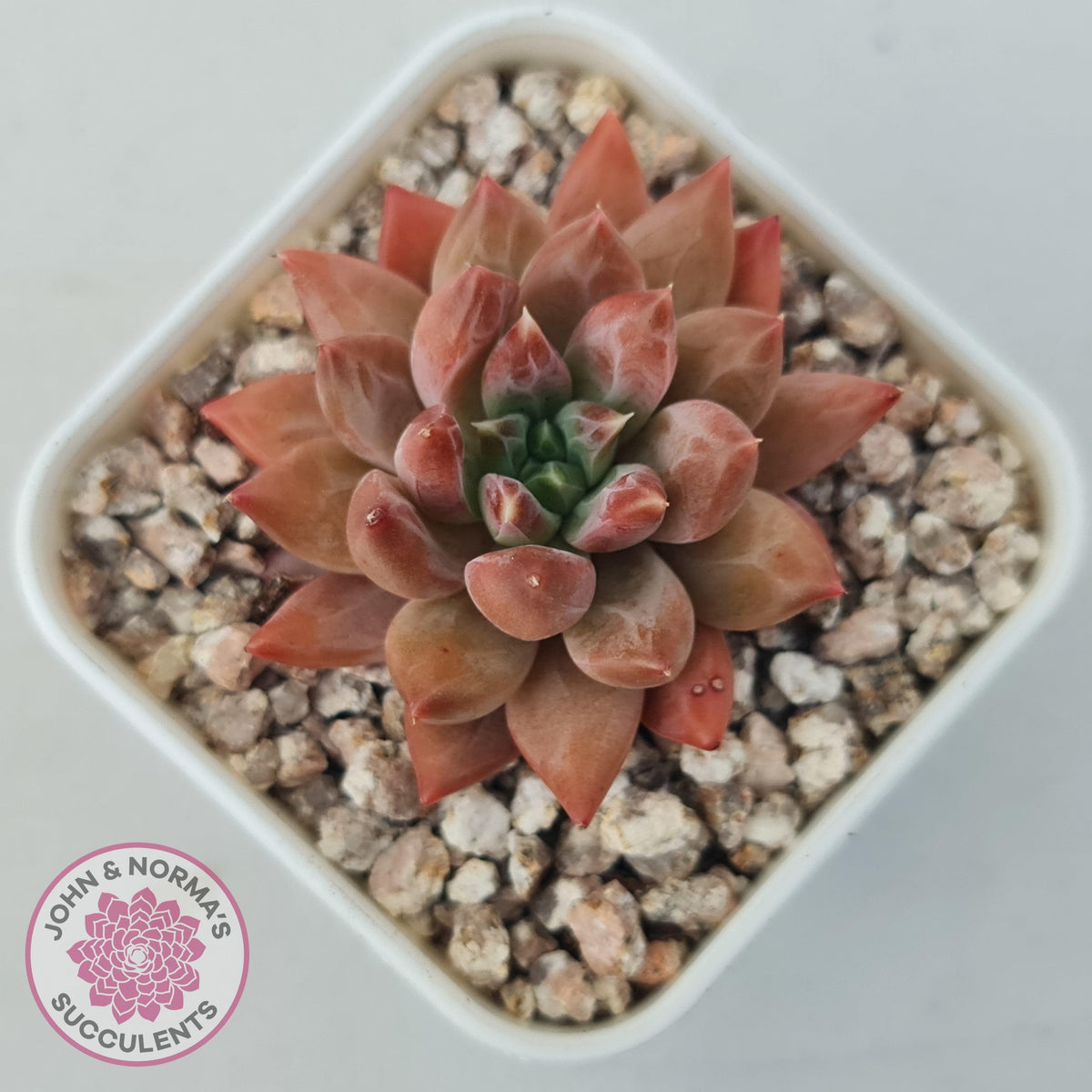 Echeveria 'Ukulele'