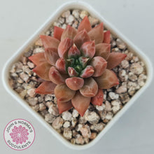 Load image into Gallery viewer, Echeveria &#39;Ukulele&#39; - John &amp; Norma&#39;s Succulents Australia
