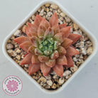 Echeveria 'Ukulele'