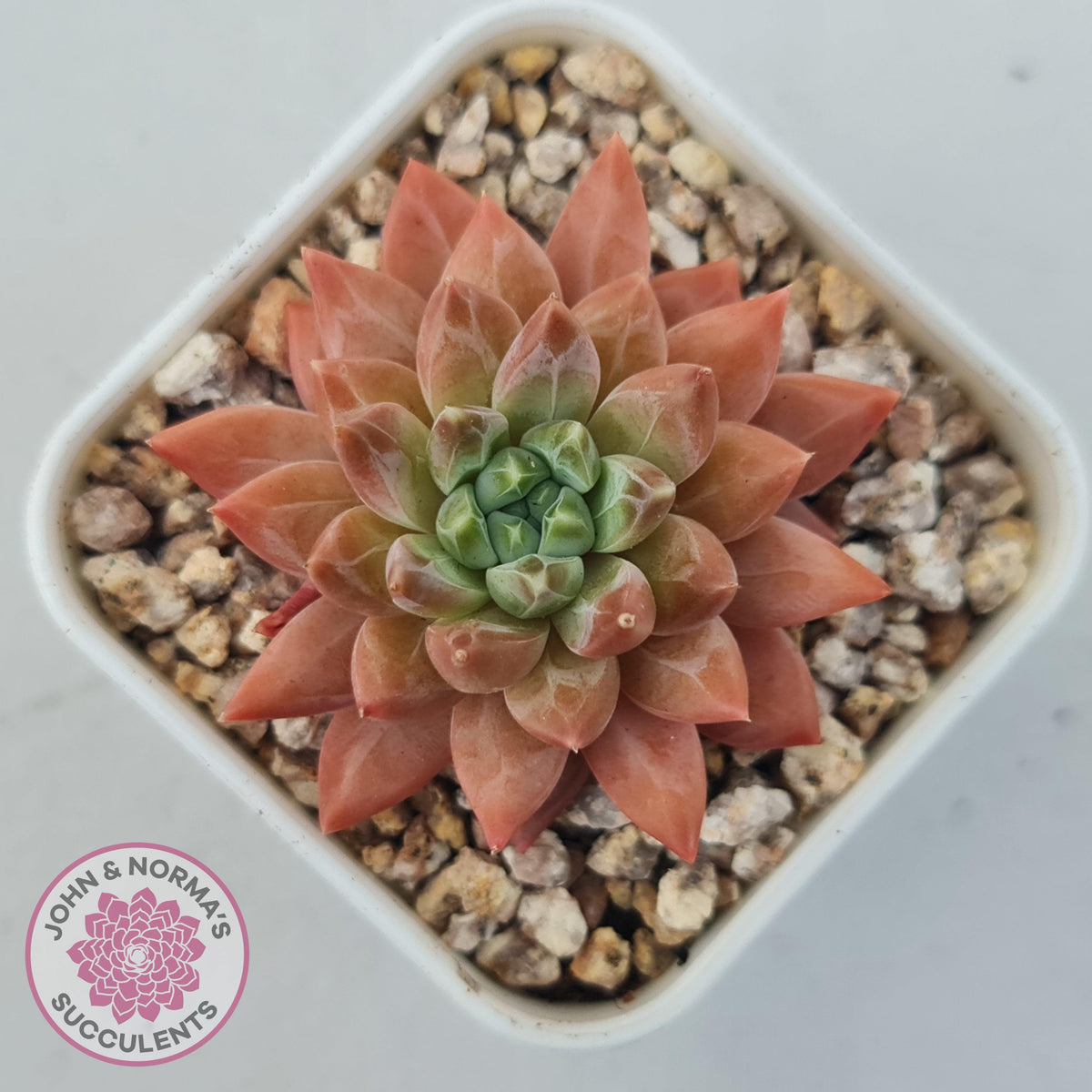 Echeveria 'Ukulele'