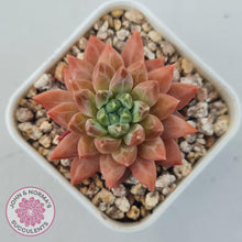 Load image into Gallery viewer, Echeveria &#39;Ukulele&#39; - John &amp; Norma&#39;s Succulents Australia
