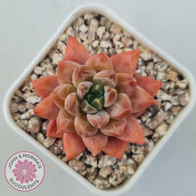 Load image into Gallery viewer, Echeveria &#39;Ukulele&#39; - John &amp; Norma&#39;s Succulents Australia
