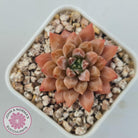 Echeveria 'Ukulele'
