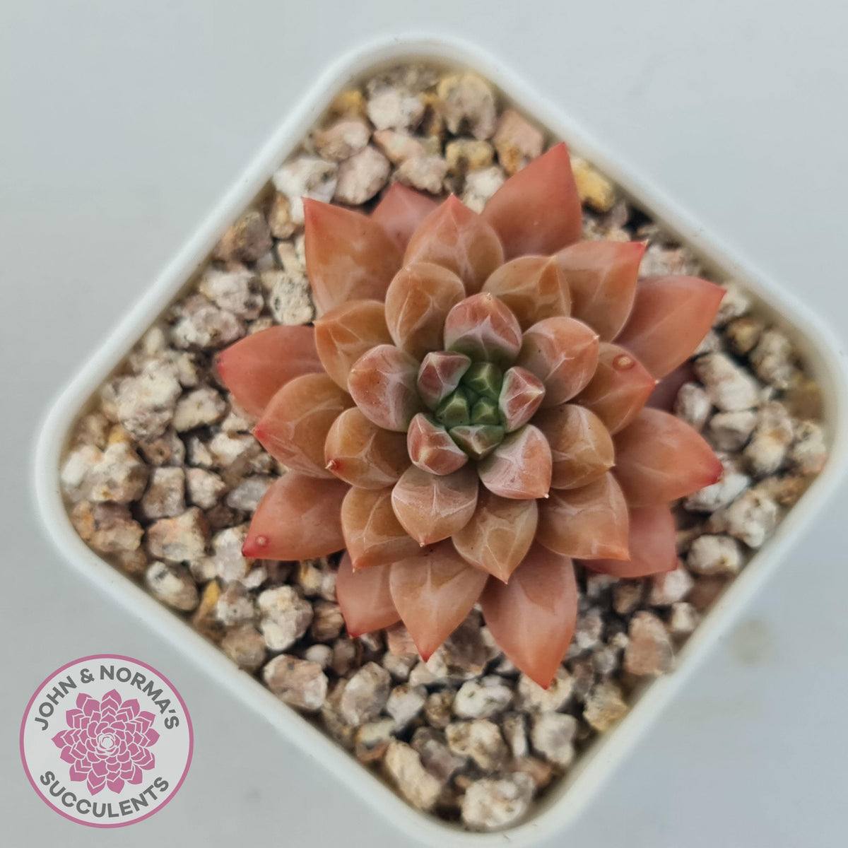 Echeveria 'Ukulele'