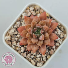 Load image into Gallery viewer, Echeveria &#39;Ukulele&#39; - John &amp; Norma&#39;s Succulents Australia
