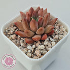 Echeveria 'Ukulele'