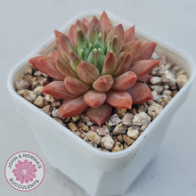 Load image into Gallery viewer, Echeveria &#39;Ukulele&#39; - John &amp; Norma&#39;s Succulents Australia
