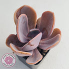 Echeveria Violescens
