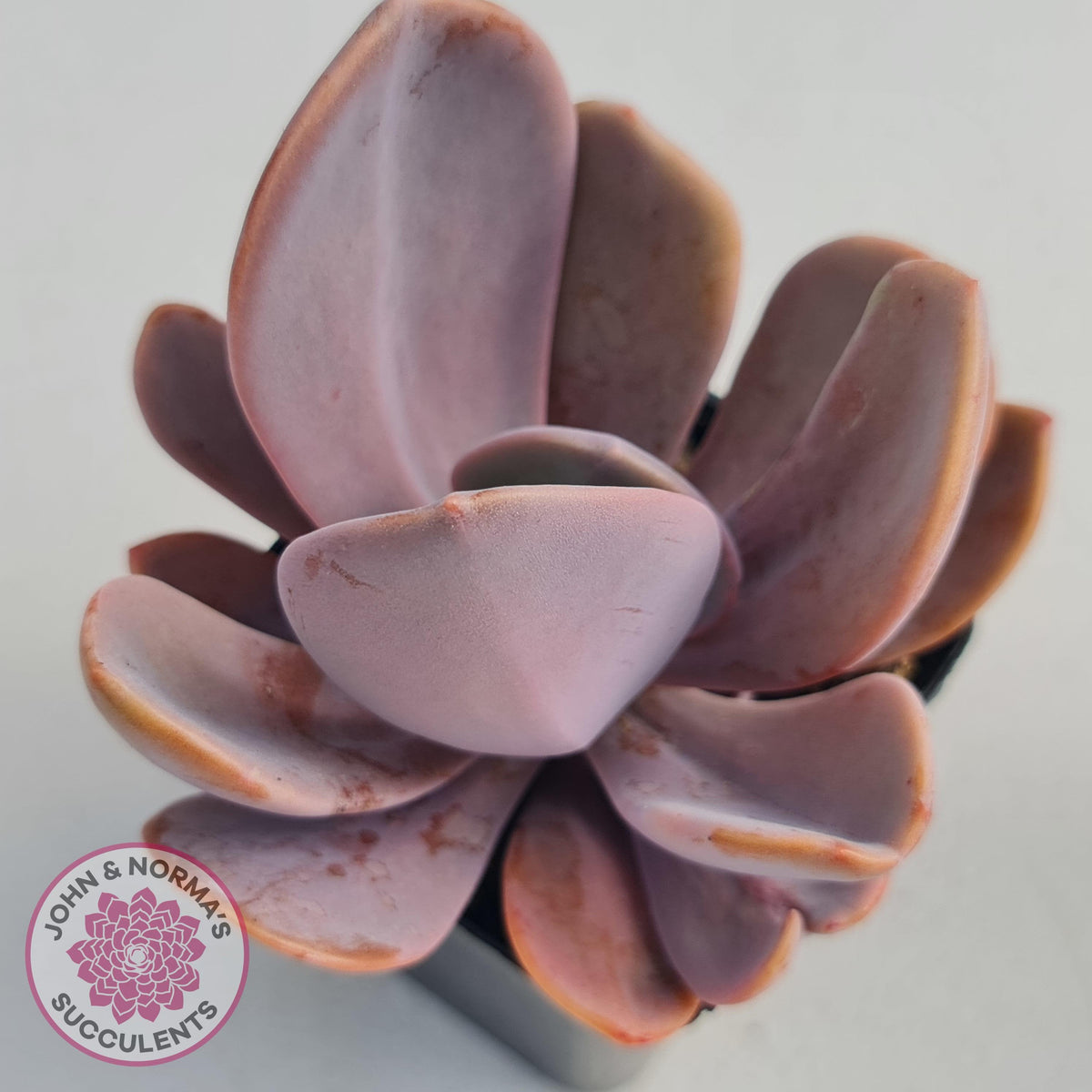 Echeveria Violescens