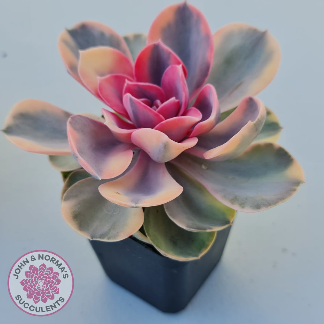 Echeveria West Rainbow