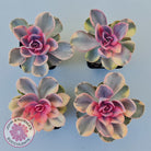 Echeveria West Rainbow