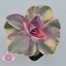 Load image into Gallery viewer, Echeveria West Rainbow
