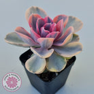 Echeveria West Rainbow
