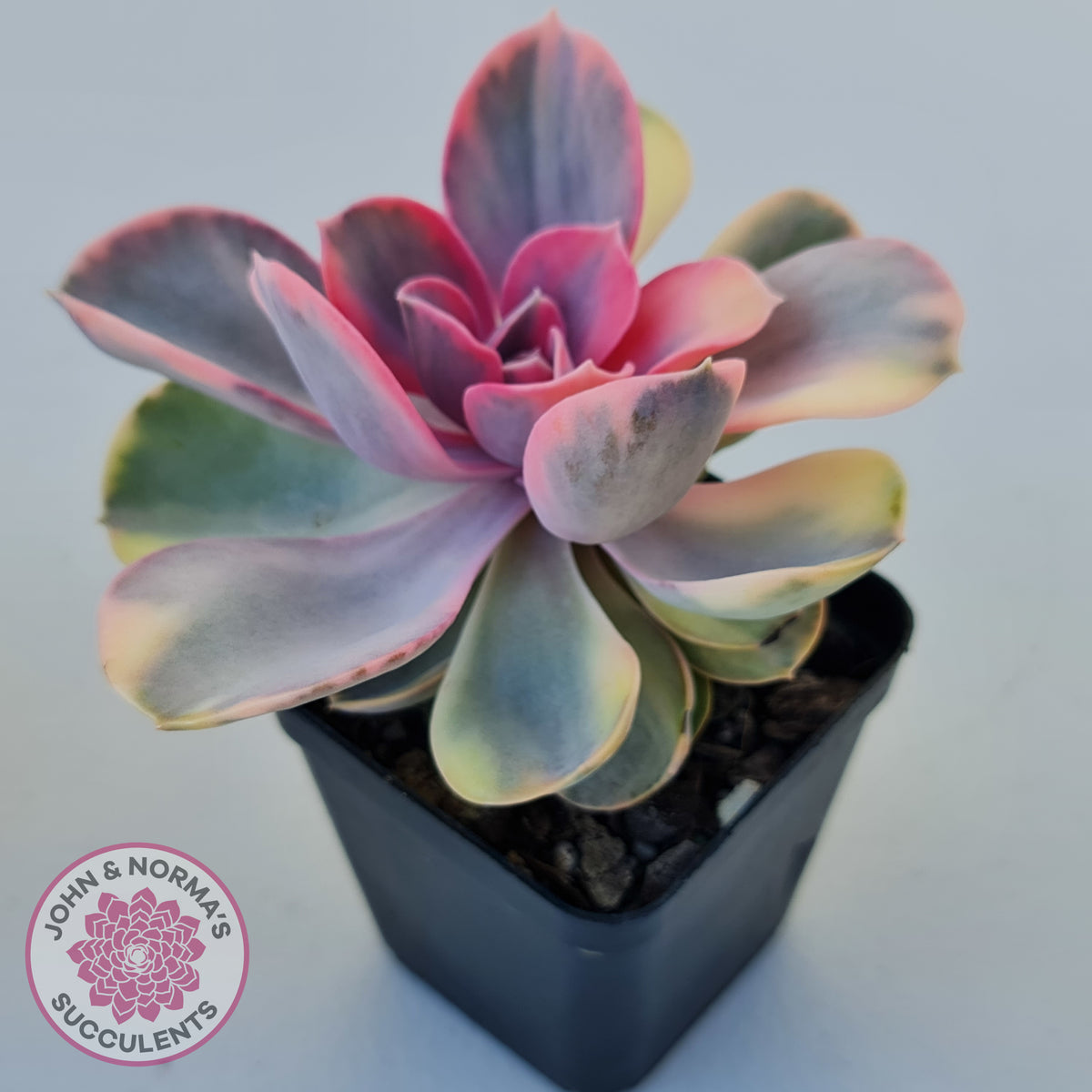 Echeveria West Rainbow