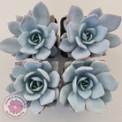 Echeveria White Lotus
