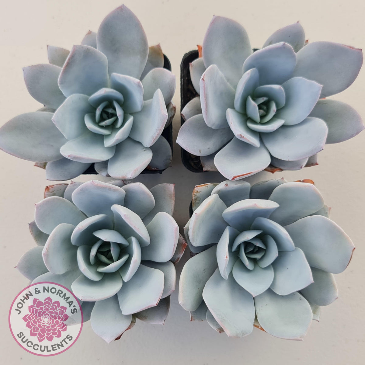Echeveria White Lotus
