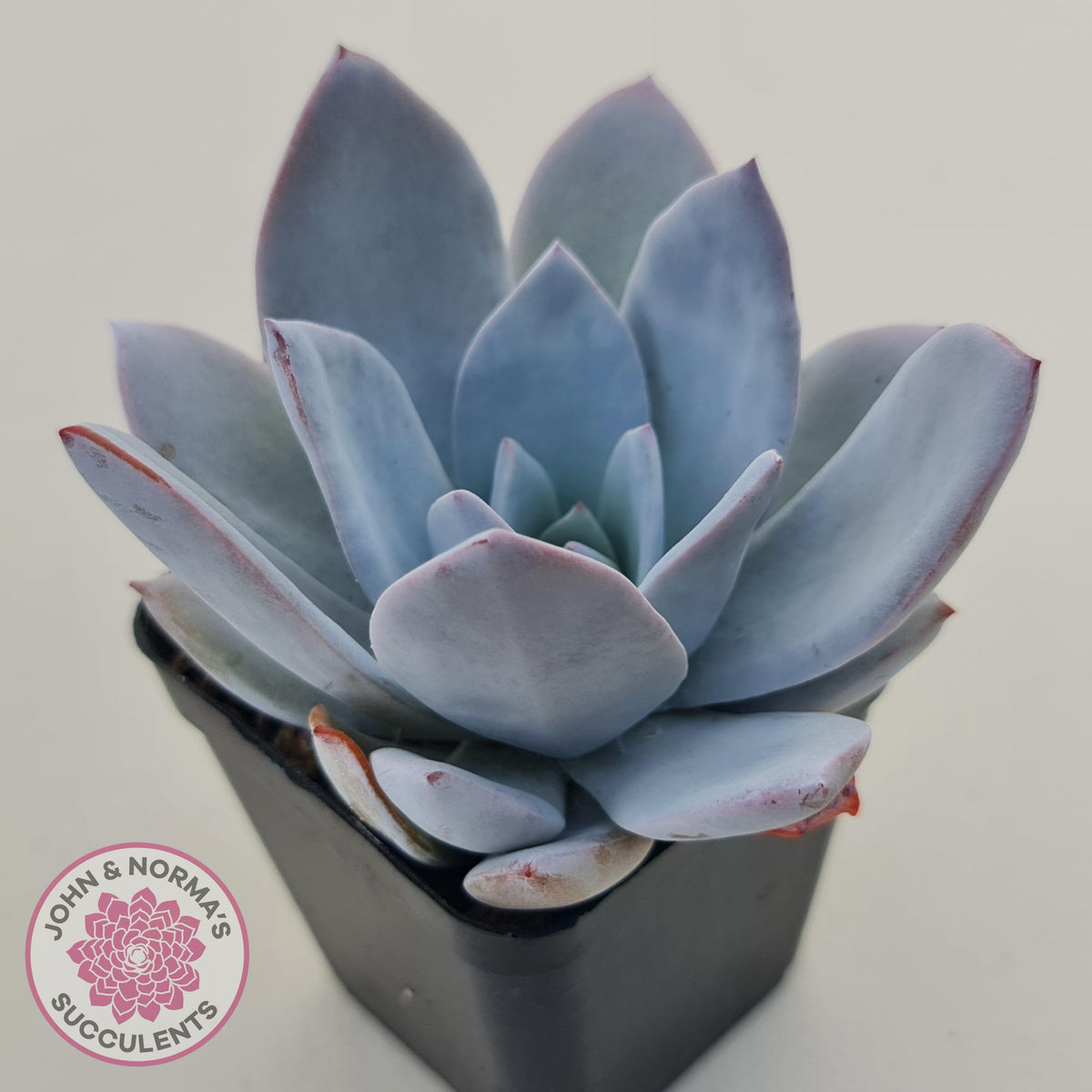 Echeveria White Lotus