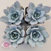 Load image into Gallery viewer, Echeveria White Lotus - John &amp; Norma&#39;s Succulents Australia
