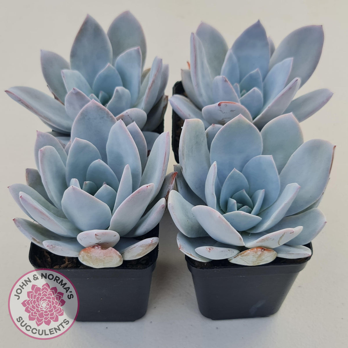 Echeveria White Lotus
