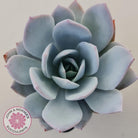 Echeveria White Lotus