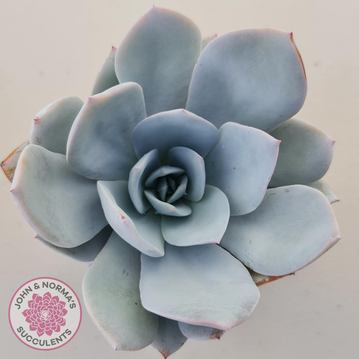 Echeveria White Lotus