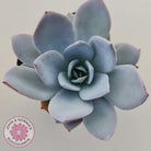 Echeveria White Lotus