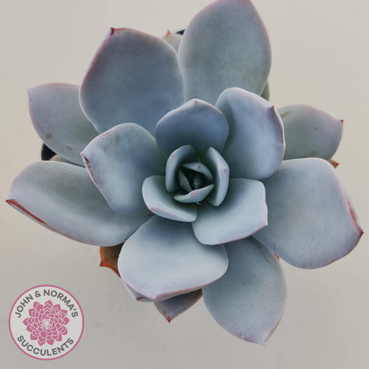 Echeveria White Lotus