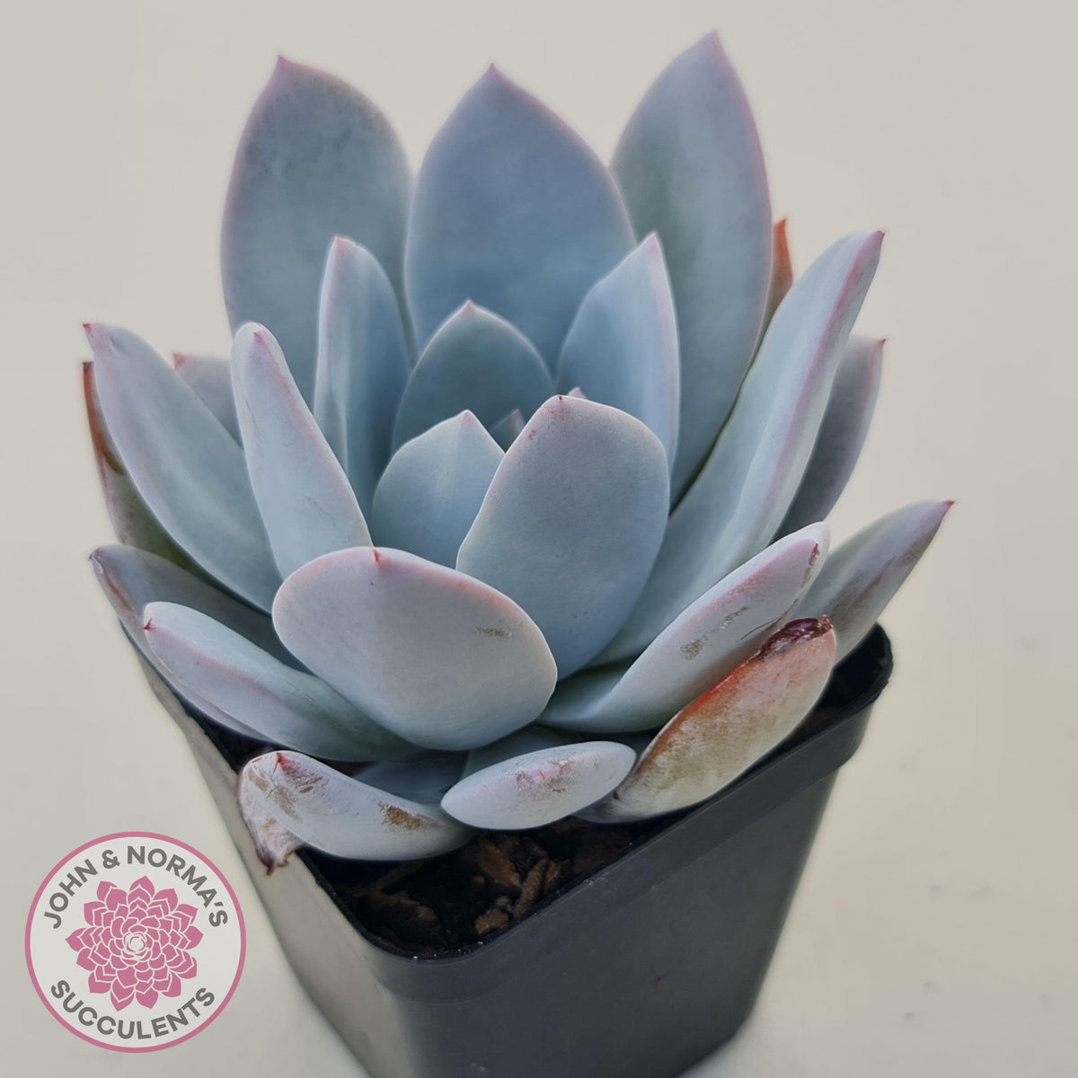 Echeveria White Lotus