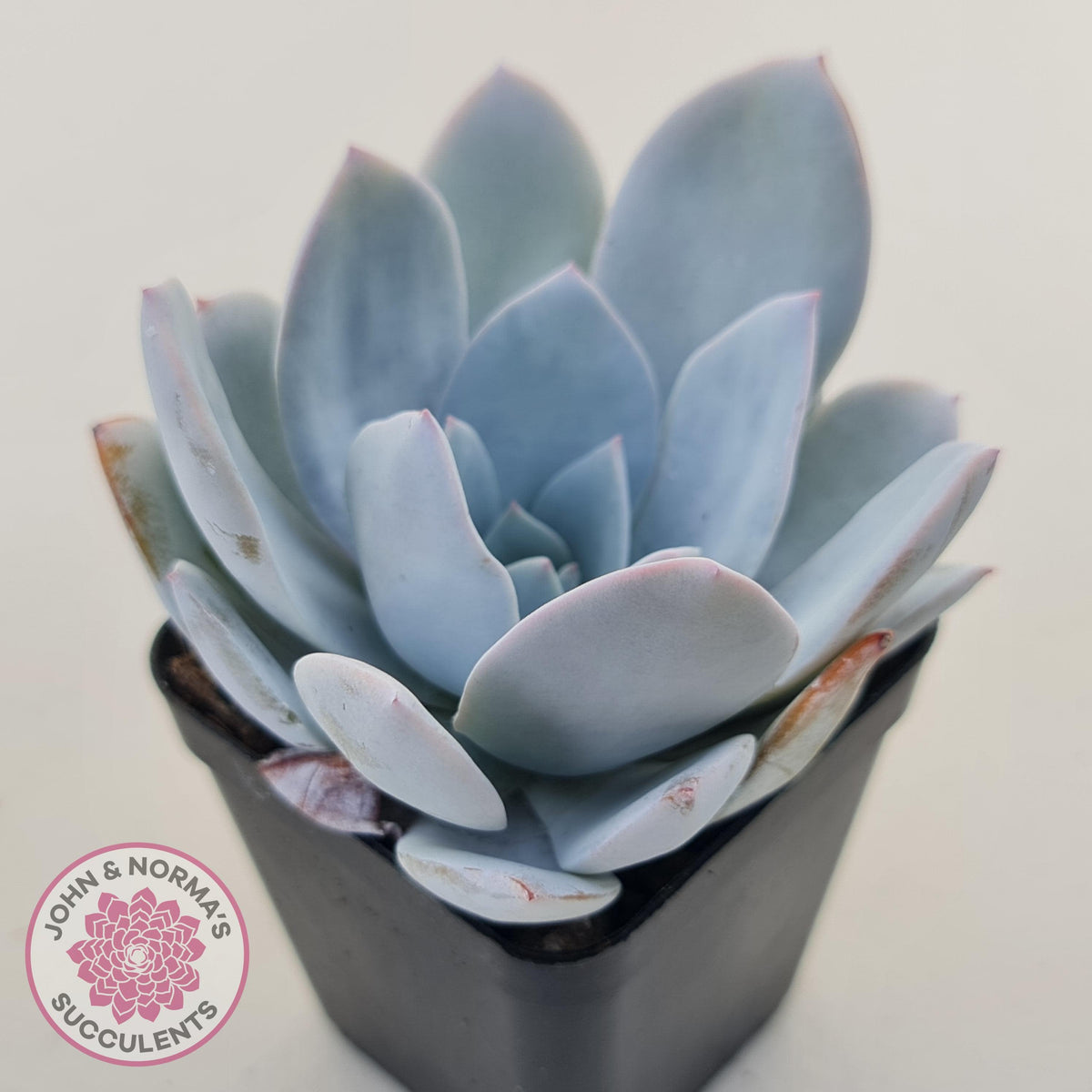Echeveria White Lotus